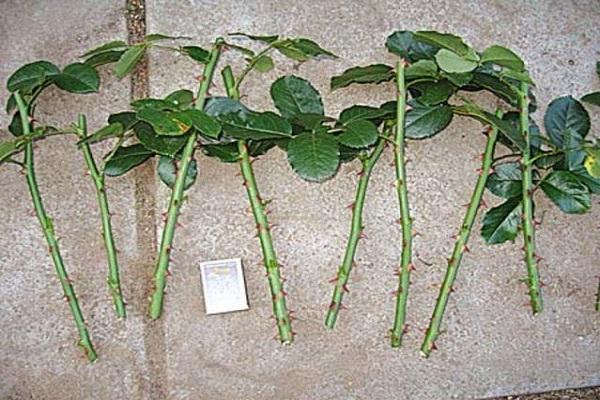 cuttings prepared