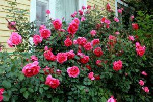 Description and characteristics of climbing roses of the Parade variety, growing rules