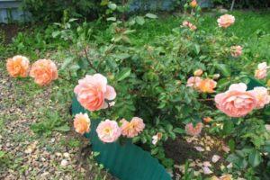 Description and characteristics of Pat Austin roses, the subtleties of growing