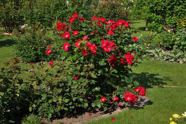 buisson en fleurs