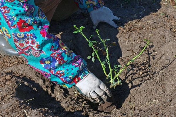 hands in the ground