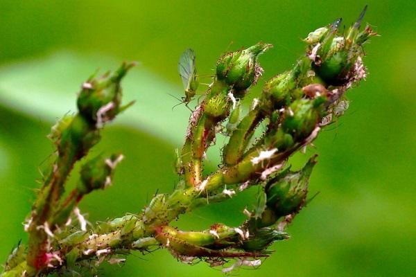 pulgones en una planta