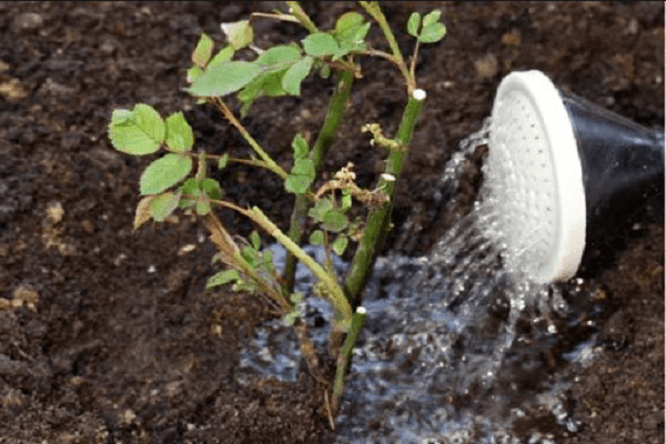 water from a watering can