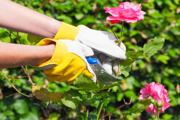 eliminación de flores