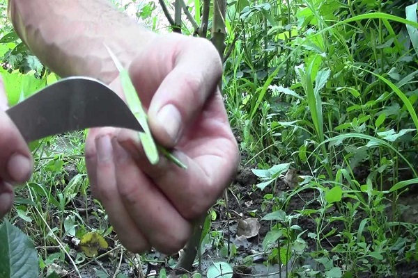 bourgeonner une plante