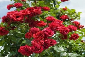 Description and characteristics of a climbing rose of the Sympathy variety, planting and care