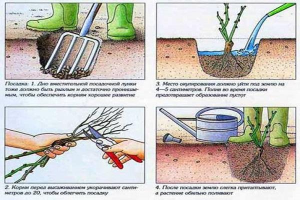 planta de acuerdo con el esquema