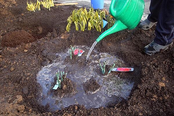 watering the pit