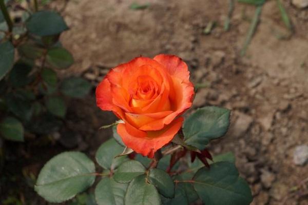 flowering plant