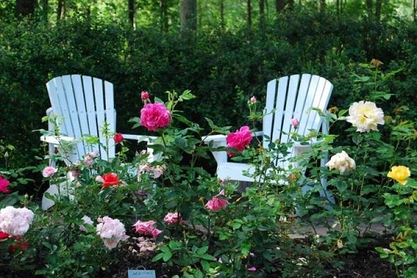 bushes in the garden