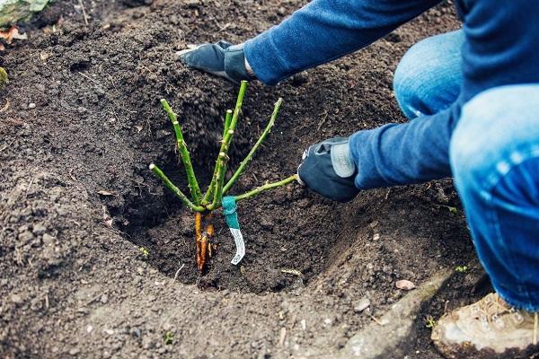 planter une rose