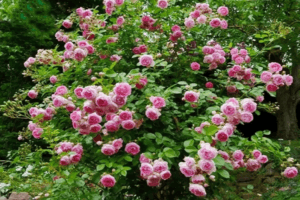 Descripción de una rosa trepadora de la variedad Jazmín, reglas de plantación y cuidado.