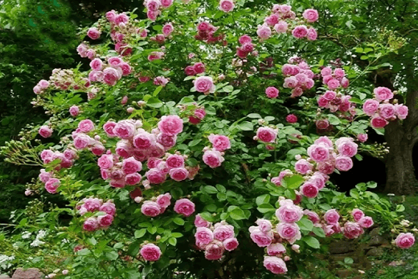 rosas na jasmine