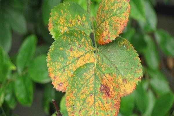 rust on the leaves