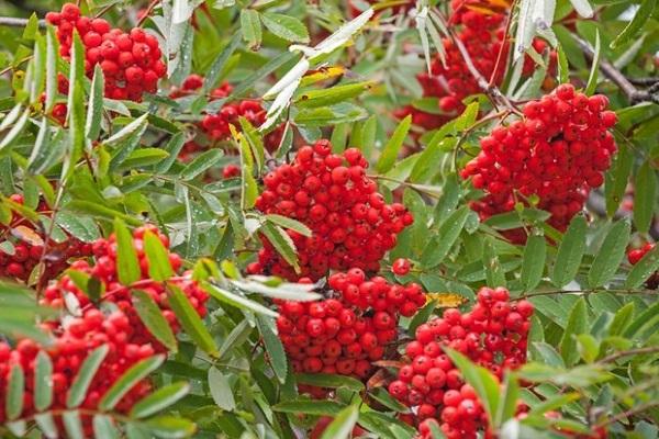 rowan berries