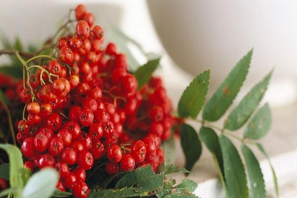 rowan fruits