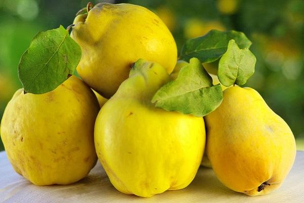 quince fruit