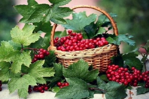 viburnum basket