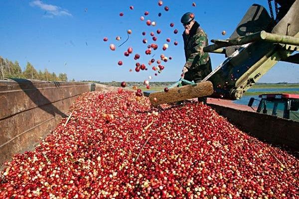 picking berries