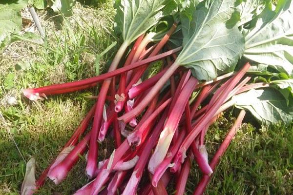 cut rhubarb