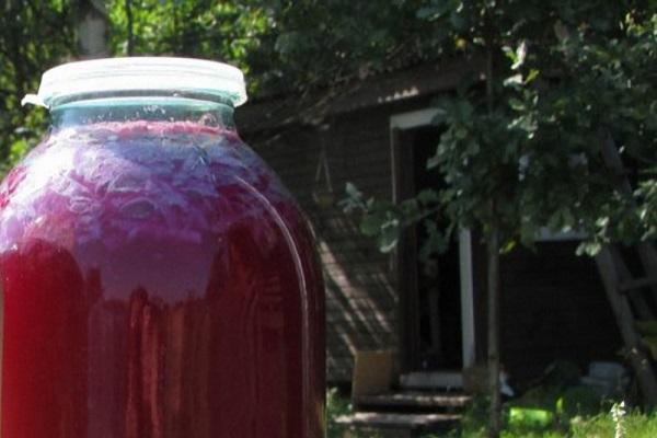 beet drink