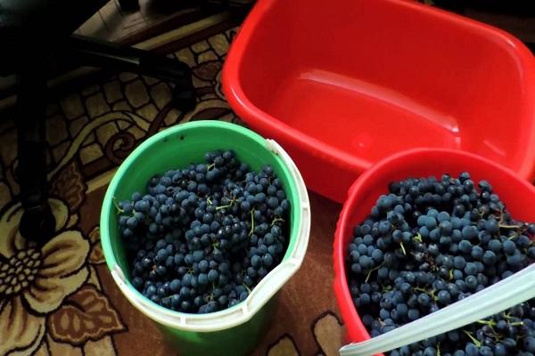 grape harvest