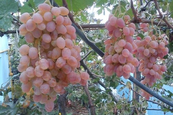 Taifi grapes