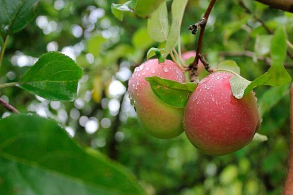 pommes sur l'arbre