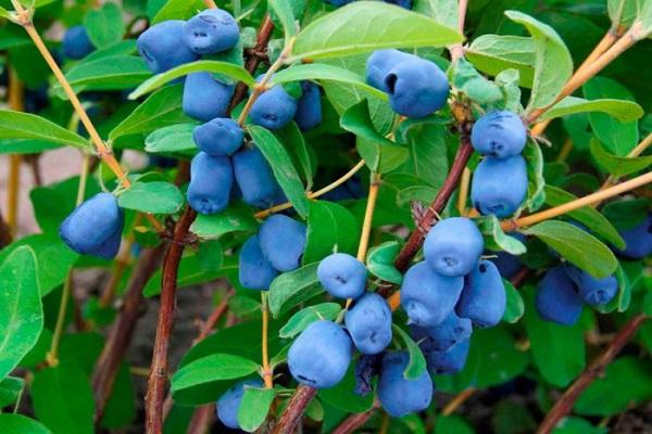 honeysuckle berries