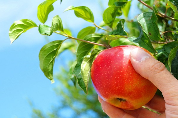 coge una manzana