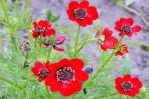 Règles de plantation et d'entretien des adonis d'été, de la culture des fleurs et des variétés