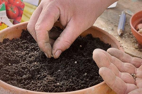 sowing seeds