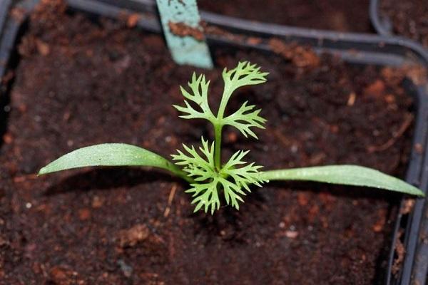 anak pokok kecil