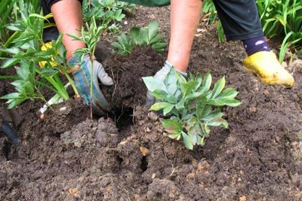 seedlings in the ground