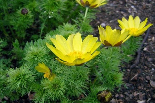 adonis en fleurs