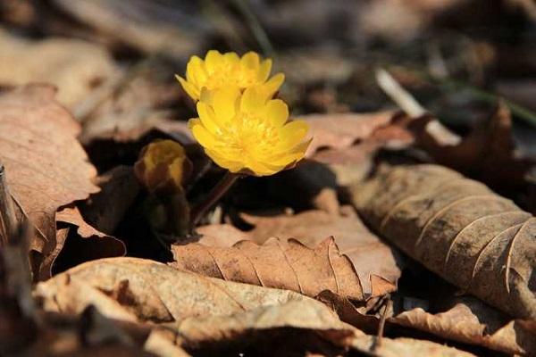 dry leaves