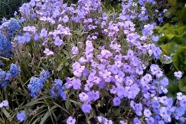 buisson de fleurs