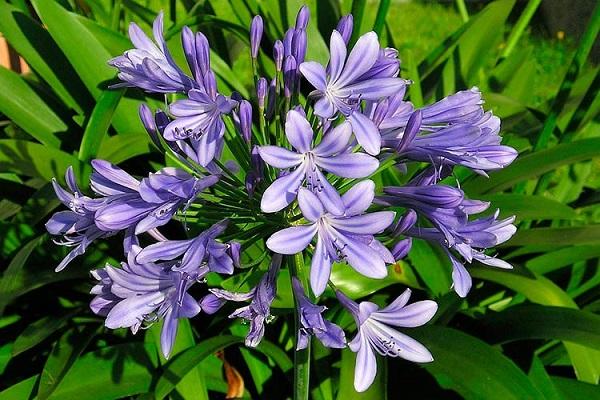 purple agapanthus