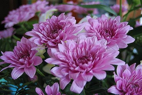 chrysanthemums bloom