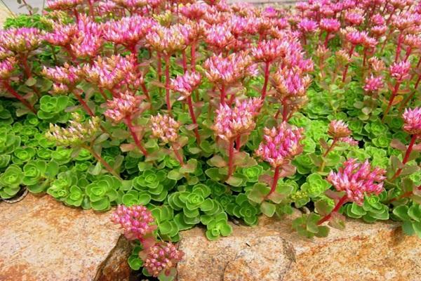 on a flowerbed Sedum