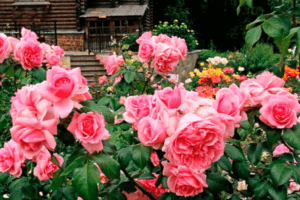 Différences et similitudes des variétés de thé hybrides de roses et de floribunda, les meilleurs représentants des cultures