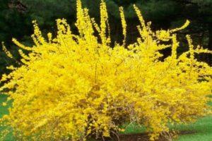 Description des espèces et variétés de forsythia ovoïde, règles de plantation et d'entretien