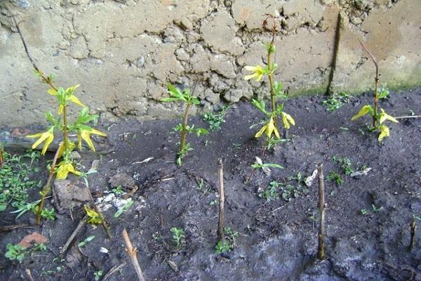 germination of seedlings