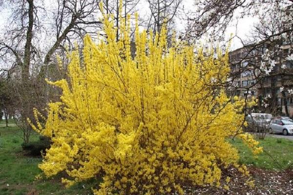 forsythia intermédiaire