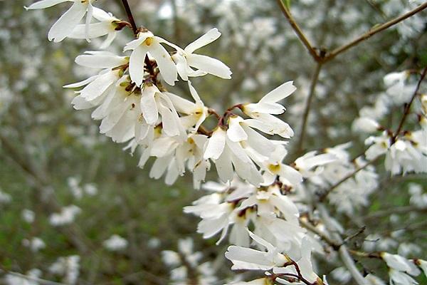 Forsythien Schnee