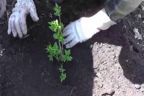 plante dans le sol