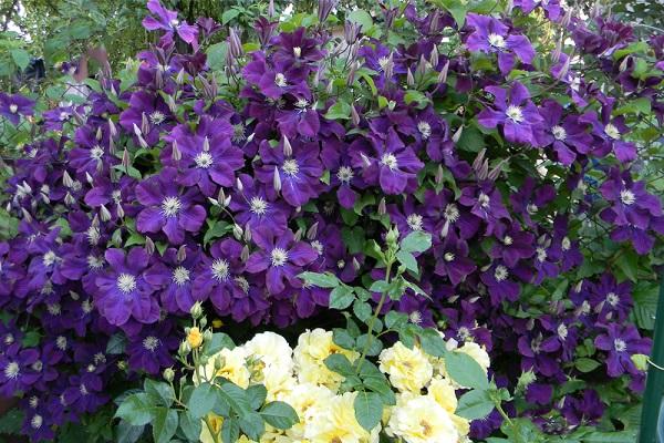 clemátide de flores grandes