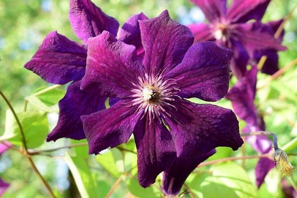 clematis burning