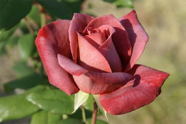 rosa solitaria