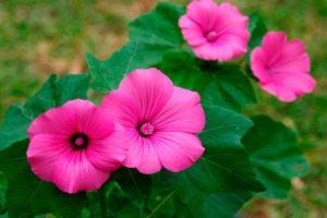 Description of the lavatera, features of growing from seeds and care for seedlings